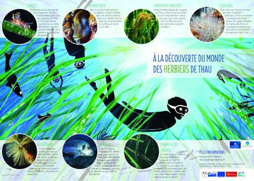 poster-a-la-decouverte-du-monde-des-herbiers