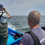 observation observation tocs de thau poussins 2024
