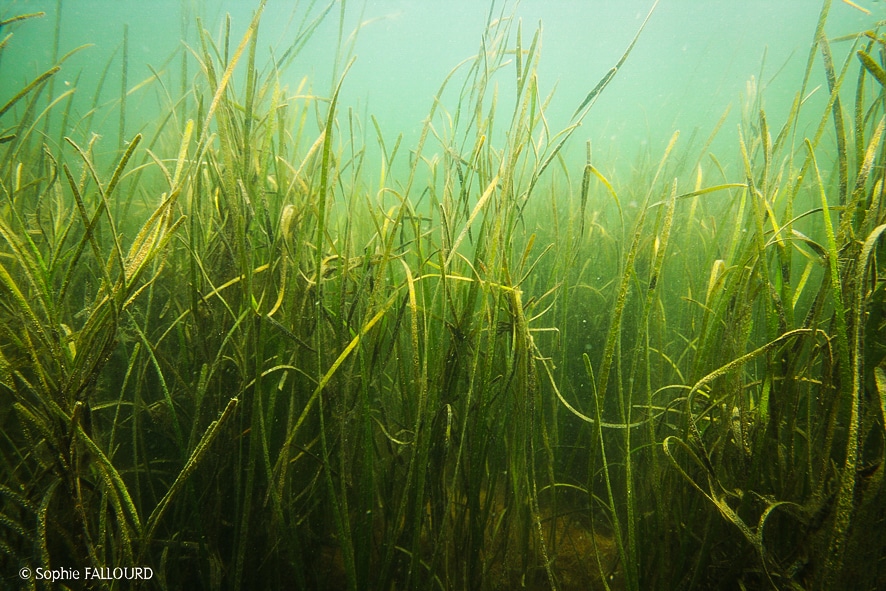 herbier-004-z marina-dense-n43°26924-e3°40199