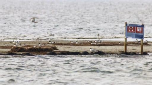 avocettes et sternes