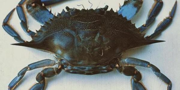 011-callinectes sapidus-ym02 image600