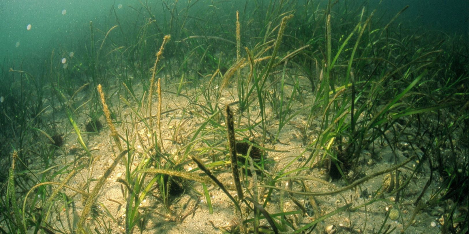 014-zostera marina2 014-zostera marina2