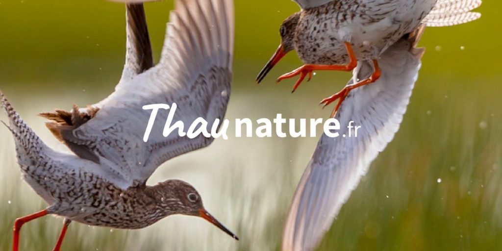 1-thau-nature 1-thau-nature