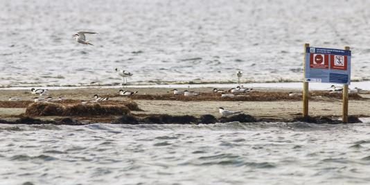 avocettes et sternes