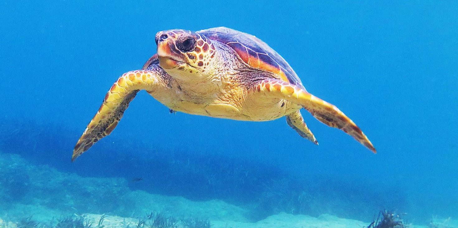 sea-turtle nmpz laurent-sourbes sea-turtle nmpz laurent-sourbes