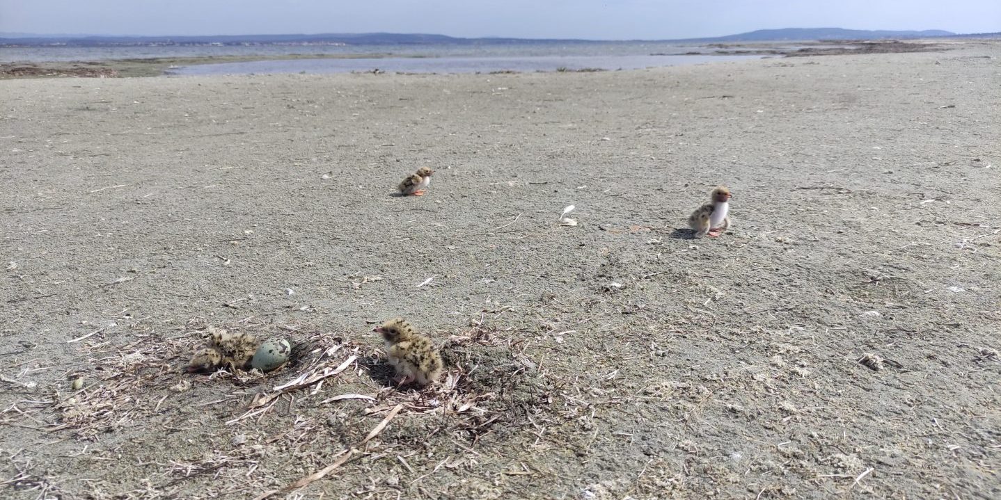 oiseaux rares tocs bassin de thau 2024