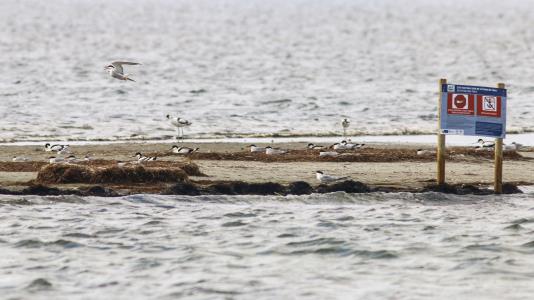 avocettes et sternes
