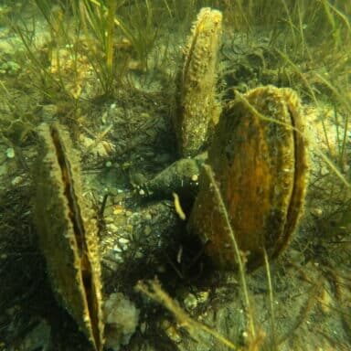 dcim100goprogopr0256 jpg