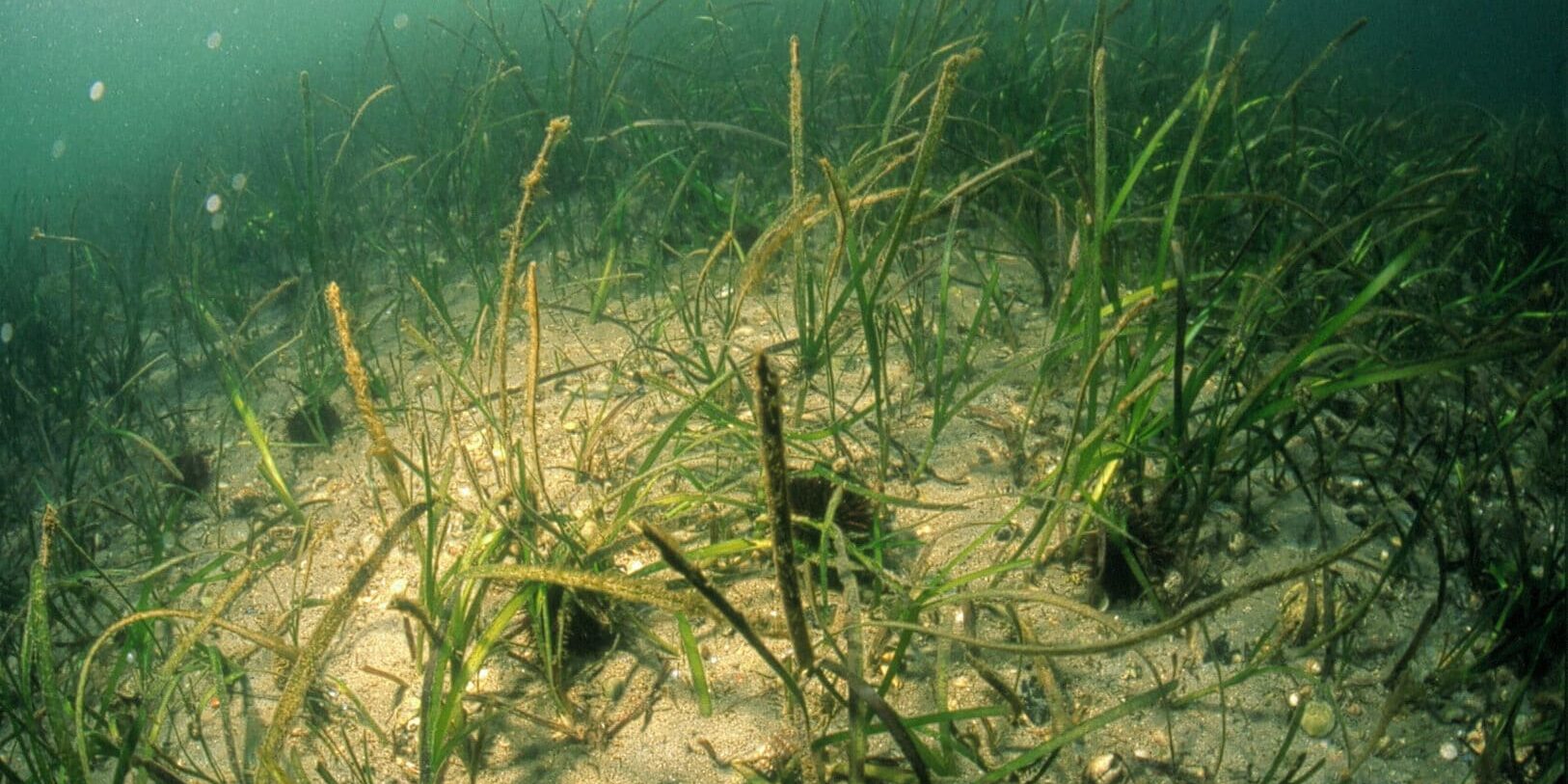 zostera marina2